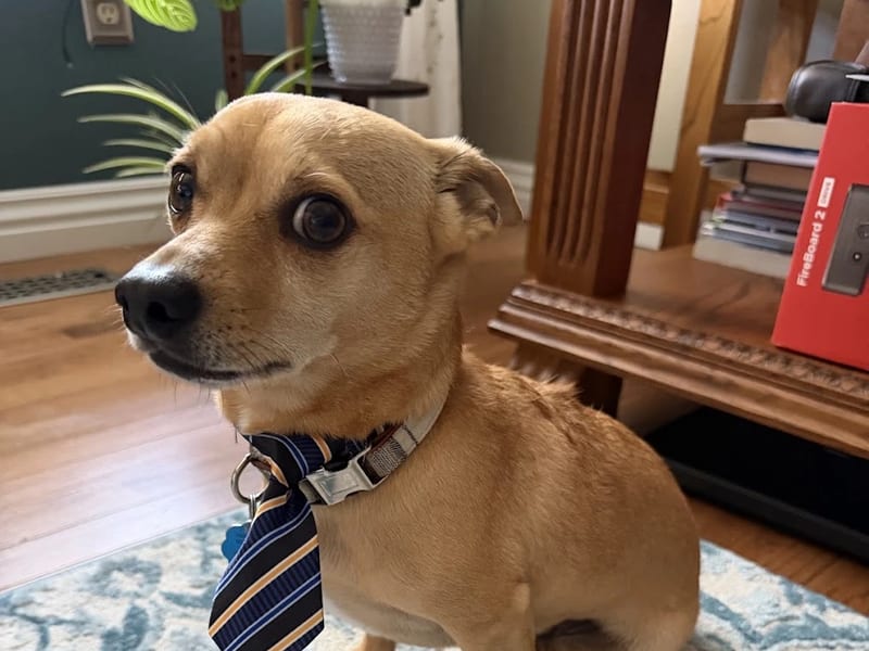 Jack, the family dog, wearing a necktie